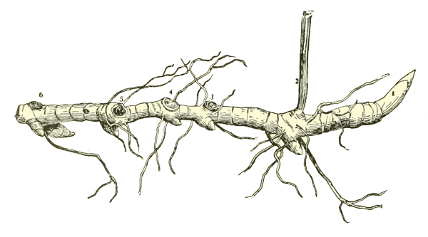 Abbildung eines Rhizoms (Wurzelstock)